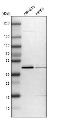 Western Blot: CCDC104 Antibody [NBP1-93513] - Analysis in mouse cell line NIH-3T3 and rat cell line NBT-II.