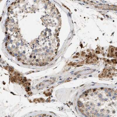 <b>Genetic Strategies Validation. </b>Immunohistochemistry-Paraffin: CCDC109A Antibody [NBP1-88534] - Staining of human testis shows strong granular cytoplasmic positivity in cells in seminiferous ducts.