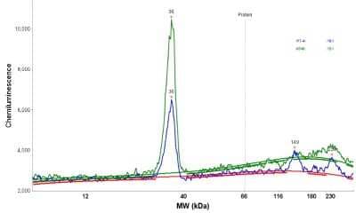 Simple Western: CCDC109A Antibody [NBP1-88534] - Electropherogram image(s) of corresponding Simple Western lane view. CCDC109A antibody was used at 1:20 dilution on RT-4 and A549 lysate(s).