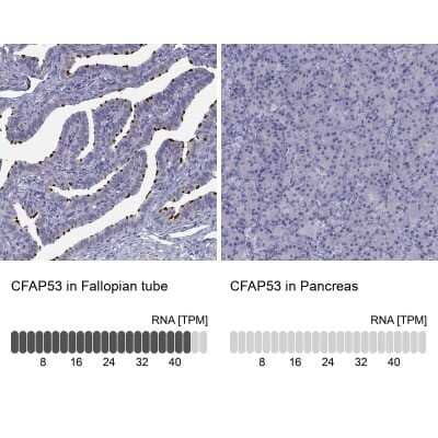 <b>Orthogonal Strategies Validation. </b>Immunohistochemistry-Paraffin: CCDC11 Antibody [NBP2-62649] - Analysis in human fallopian tube and pancreas tissues using Anti-CFAP53 antibody. Corresponding CFAP53 RNA-seq data are presented for the same tissues.