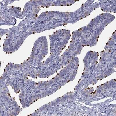 Immunohistochemistry-Paraffin: CCDC11 Antibody [NBP2-62649] - Staining of human fallopian tube shows high expression.