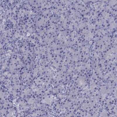 Immunohistochemistry-Paraffin: CCDC11 Antibody [NBP2-62649] - Staining of human pancreas shows low expression as expected.