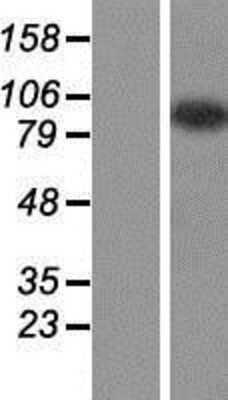Western Blot CCDC110 Overexpression Lysate