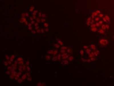 Immunocytochemistry/Immunofluorescence: CCDC111 Antibody (10-B3) [NBP2-67217] - Staining CCDC111 in HepG2 cells(red). Cells were fixed in paraformaldehyde, permeabilised with 0.25% Triton X100/PBS.