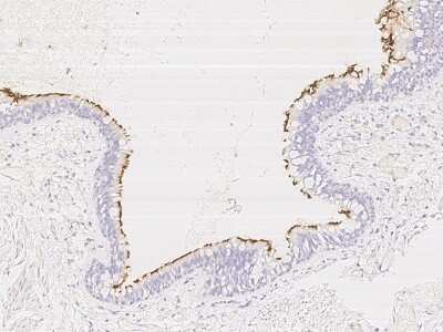 Immunohistochemistry: CCDC114 Antibody [NBP3-06293] - Immunochemical staining of human CCDC114 in human bronchus with rabbit polyclonal antibody at 1:1000 dilution, formalin-fixed paraffin embedded sections.