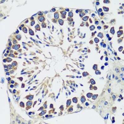 Immunohistochemistry-Paraffin: CCDC124 Antibody [NBP2-92737] - Paraffin-embedded mouse testis using CCDC124 .