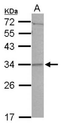 Western Blot: CCDC127 Antibody [NBP2-15741] - Sample (30 ug of whole cell lysate) A: A549 12% SDS PAGE gel, diluted at 1:1000.