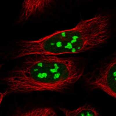 Immunocytochemistry/Immunofluorescence: CCDC137 Antibody [NBP2-31033] - Immunofluorescent staining of human cell line U-2 OS shows localization to nucleoli. Antibody staining is shown in green.  