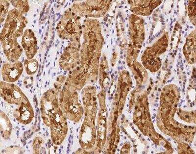 Immunohistochemistry-Paraffin: CCDC137 Antibody [NBP3-12572] - Staining of human CCDC137 in human kidney with rabbit polyclonal antibody at 1:100 dilution.