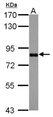 Western Blot: CCDC14 Antibody [NBP2-15742] - Sample (30 ug of whole cell lysate) A: A431 7. 5% SDS PAGE gel, diluted at 1:1000.