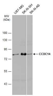 Western Blot: CCDC14 Antibody [NBP2-15742] - Various whole cell extracts (30 ug) were separated by 7.5% SDS-PAGE, and the membrane was blotted with CCDC14 antibody diluted at 1:1000.