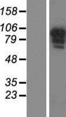 Western Blot: CCDC144B Overexpression Lysate (Adult Normal) [NBP2-04849] Left-Empty vector transfected control cell lysate (HEK293 cell lysate); Right -Over-expression Lysate for CCDC144B.