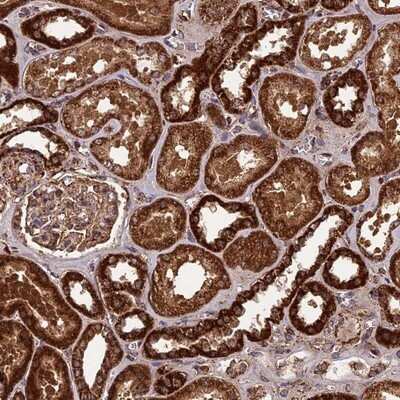 Immunohistochemistry-Paraffin: CCDC15 Antibody [NBP1-82263] - Staining of human kidney shows strong cytoplasmic positivity in cells in tubules.