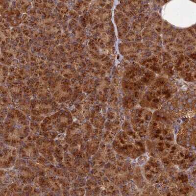 Immunohistochemistry: CCDC150 Antibody [NBP2-33409] - Staining of human pancreas shows strong cytoplasmic positivity in exocrine glandular cells.