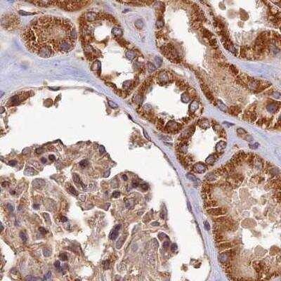 Immunohistochemistry-Paraffin: CCDC150 Antibody [NBP2-33409] - Staining of kidney.