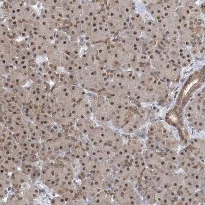 Immunohistochemistry-Paraffin: CCDC152 Antibody [NBP1-93555] - Staining of human pancreas shows moderate nuclear positivity in exocrine glandular cells.