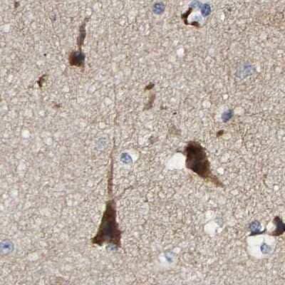 Immunohistochemistry-Paraffin: CCDC155 Antibody [NBP1-81992] - Staining of human cerebral cortex.