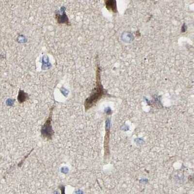 Immunohistochemistry-Paraffin: CCDC155 Antibody [NBP1-81993] - Staining of human cerebral cortex.