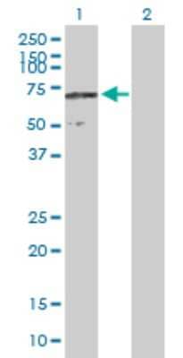 Western Blot: CCDC155 Antibody [H00147872-B01P] - Analysis of FLJ32658 expression in transfected 293T cell line by FLJ32658 polyclonal antibody.  Lane 1: FLJ32658 transfected lysate(61.82 KDa). Lane 2: Non-transfected lysate.