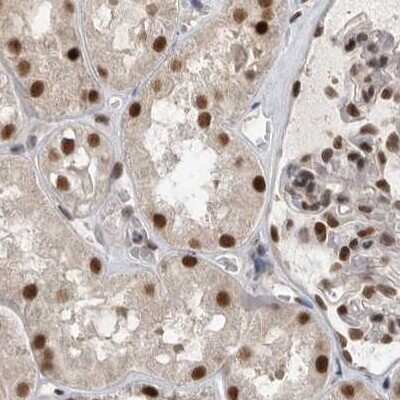 Immunohistochemistry-Paraffin: CCDC16 Antibody [NBP1-88164] - Staining of human kidney.