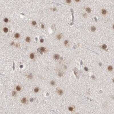 Immunohistochemistry-Paraffin: CCDC16 Antibody [NBP1-88165] - Staining of human cerebral cortex.