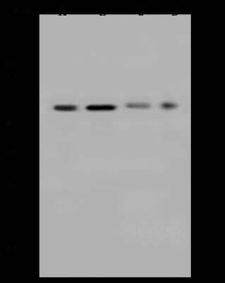 Western Blot: CCDC16 Antibody [NBP2-97135] - Anti-CCDC16 rabbit polyclonal antibody at 1:500 dilution. Lane A: U251MG Whole Cell Lysate Lane B: Jurkat Whole Cell Lysate Lane C: NIH3T3 Whole Cell Lysate Lane D: HeLa Whole Cell Lysate Lysates/proteins at 30 ug per lane. Secondary Goat Anti-Rabbit IgG (H+L)/HRP at 1/10000 dilution. Developed using the ECL technique. Performed under reducing conditions. Predicted band size: 42 kDa. Observed band size: 50 kDa