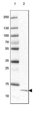 Western Blot: CCDC167 Antibody [NBP1-94107] - Lane 1: Marker [kDa] 250, 130, 100, 70, 55, 35, 25, 15, 10Lane 2: Human cell line HEK 293