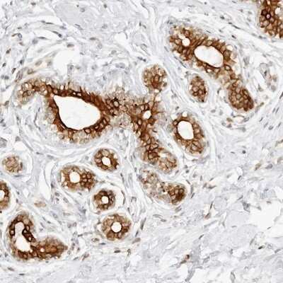 <b>Orthogonal Strategies Validation. </b>Immunohistochemistry-Paraffin: CCDC17 Antibody [NBP1-93860] - Staining of human breast shows strong cytoplasmic positivity in glandular cells.