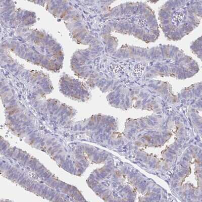 Immunohistochemistry-Paraffin: CCDC17 Antibody [NBP1-93860] - Staining of human fallopian tube shows high expression.
