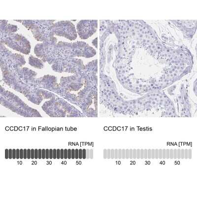 Immunohistochemistry-Paraffin: CCDC17 Antibody [NBP1-93860] - Staining in human fallopian tube and testis tissues using anti-CCDC17 antibody. Corresponding CCDC17 RNA-seq data are presented for the same tissues.