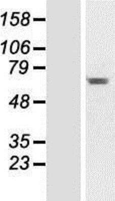 Western Blot CCDC176 Overexpression Lysate