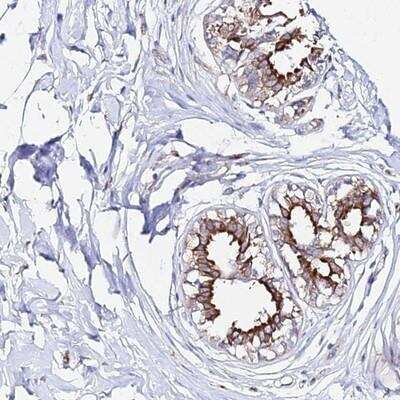 Immunohistochemistry: CCDC19 Antibody [NBP1-91757] - Staining of human breast shows strong cytoplasmic and membranous positivity in glandular cells.