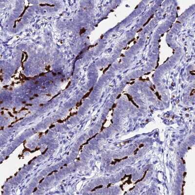 Immunohistochemistry-Paraffin: CCDC19 Antibody [NBP1-91758] - Staining of human fallopian tube shows strong positivity in apical membrane in glandular cells.