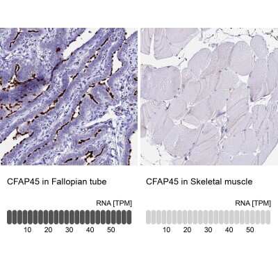 Immunohistochemistry-Paraffin: CCDC19 Antibody [NBP1-91758] - Staining in human fallopian tube and skeletal muscle tissues using NBP1-91758 antibody. Corresponding CFAP45 RNA-seq data are presented for the same tissues.