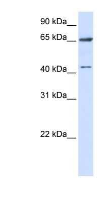 Western Blot: CCDC19 Antibody [NBP1-57843] - 293T cells lysate, concentration 0.2-1 ug/ml.