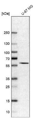 Western Blot: CCDC19 Antibody [NBP1-91758] - Analysis in human cell line U-87 MG.
