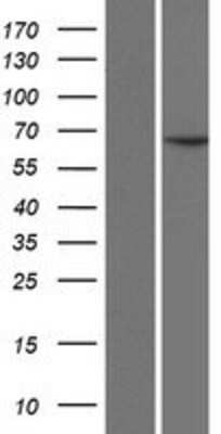 Western Blot: CCDC19 Overexpression Lysate (Adult Normal) [NBP2-07459] Left-Empty vector transfected control cell lysate (HEK293 cell lysate); Right -Over-expression Lysate for CCDC19.
