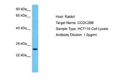 Western Blot CCDC28B Antibody