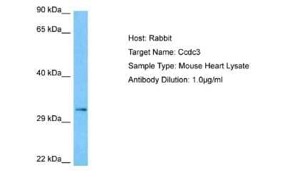 Western Blot CCDC3 Antibody - BSA Free