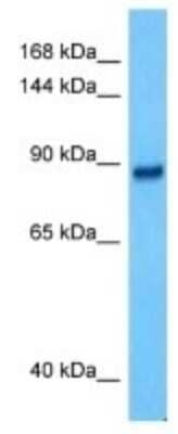 Western Blot CCDC33 Antibody - BSA Free