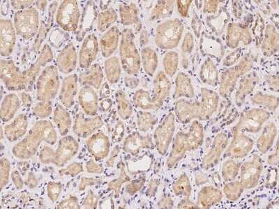 Immunohistochemistry-Paraffin: CCDC4 Antibody [NBP2-98030] - Immunochemical staining of human CCDC4 in human kidney with rabbit polyclonal antibody at 1:100 dilution, formalin-fixed paraffin embedded sections.