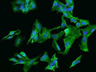 Immunocytochemistry/ Immunofluorescence CCDC40 Antibody - BSA Free