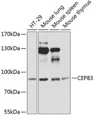 Western Blot CCDC41 Antibody - BSA Free