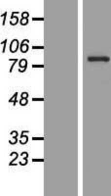 Western Blot: CCDC41 Overexpression Lysate (Adult Normal) [NBP2-07089] Left-Empty vector transfected control cell lysate (HEK293 cell lysate); Right -Over-expression Lysate for CCDC41.