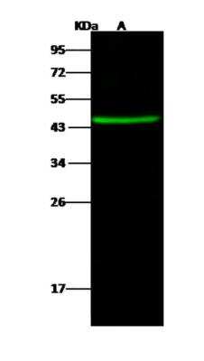Western Blot: CCDC42 Antibody [NBP3-06102] - Anti-CCDC42 rabbit polyclonal antibody at 1:500 dilution Lane A: Mouse heart tissue lysate Whole Cell Lysate Lysates/proteins at 30 ug per lane.Secondary: Goat Anti- Rabbit IgG H&L (Dylight 800) at 110000 dilution. Developed using the Odyssey technique. Performed under reducing conditions. Predicted band size:38 kDa Observed band size:45 kDa