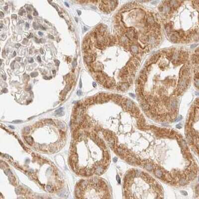 Immunohistochemistry-Paraffin: CCDC44 Antibody [NBP1-88161] - Staining of human kidney.