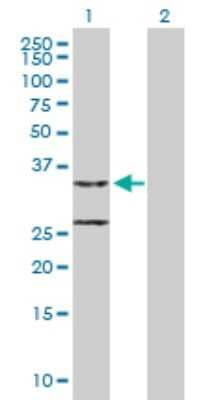 Western Blot: CCDC44 Antibody [H00051204-B01P] - Analysis of CCDC44 expression in transfected 293T cell line by CCDC44 polyclonal antibody.  Lane 1: CCDC44 transfected lysate(32.67 KDa). Lane 2: Non-transfected lysate.