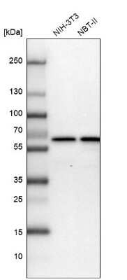 Western Blot: CCDC47 Antibody [NBP1-93717] - Analysis in mouse cell line NIH-3T3 and rat cell line NBT-II.