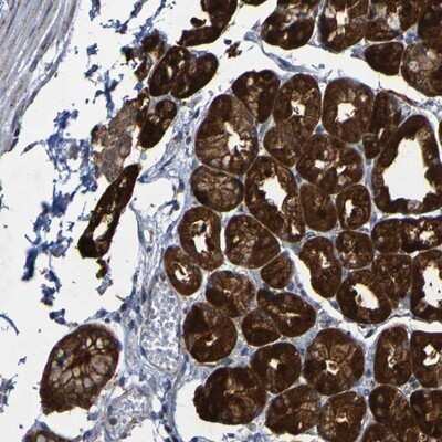 Immunohistochemistry-Paraffin: CCDC51 Antibody [NBP1-82303] - Staining of human stomach shows strong granular cytoplasmic positivity in glandular cells.