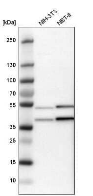 Western Blot: CCDC51 Antibody [NBP1-82303] - Analysis in mouse cell line NIH-3T3 and rat cell line NBT-II.